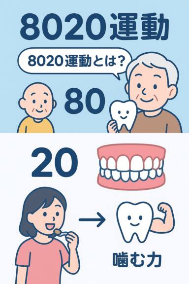 「8020運動(ハチマルニイマル)」をご存じですか?